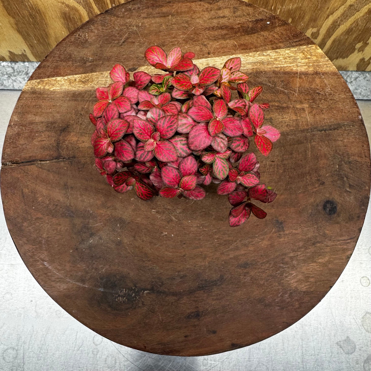 Scapeshop.com.au Terrarium Plant Fittonia - Red Flame Terrarium Plant 5cm Pot Buy Red Flame Fittonia Terrarium Plant from Scapeshop Australia