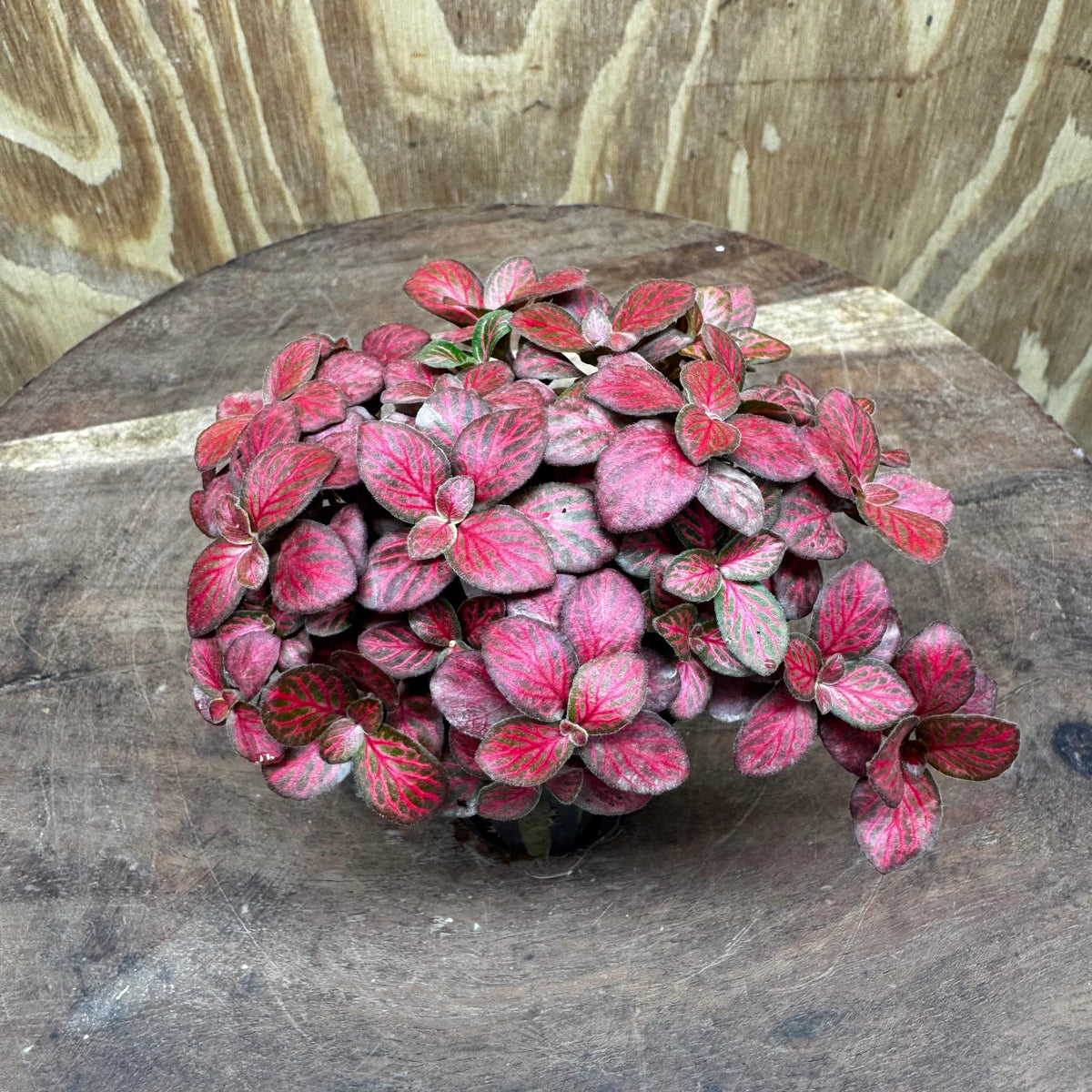 Scapeshop.com.au Terrarium Plant Fittonia - Red Flame Terrarium Plant 5cm Pot Buy Red Flame Fittonia Terrarium Plant from Scapeshop Australia