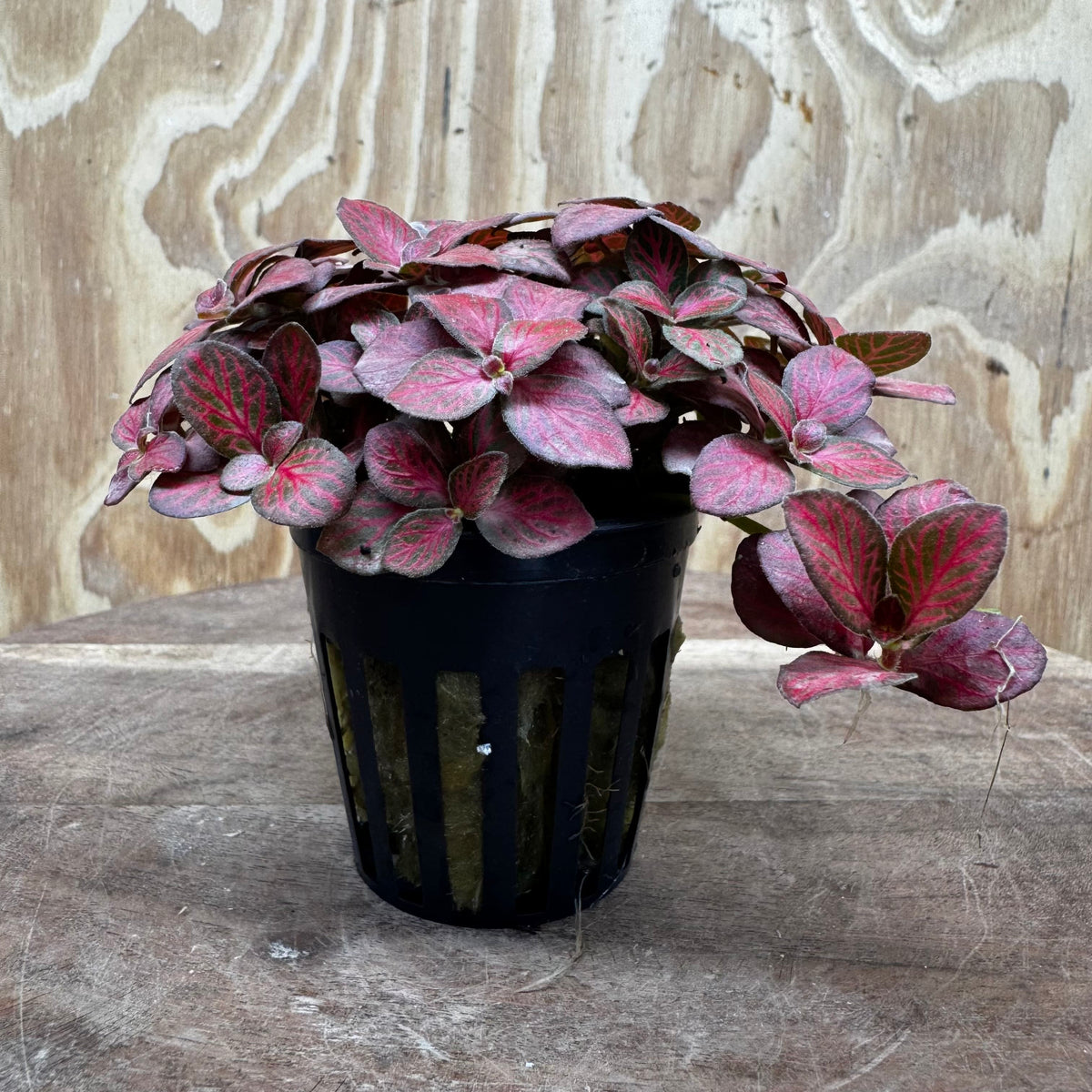Scapeshop.com.au Terrarium Plant Fittonia - Red Flame Terrarium Plant 5cm Pot Buy Red Flame Fittonia Terrarium Plant from Scapeshop Australia