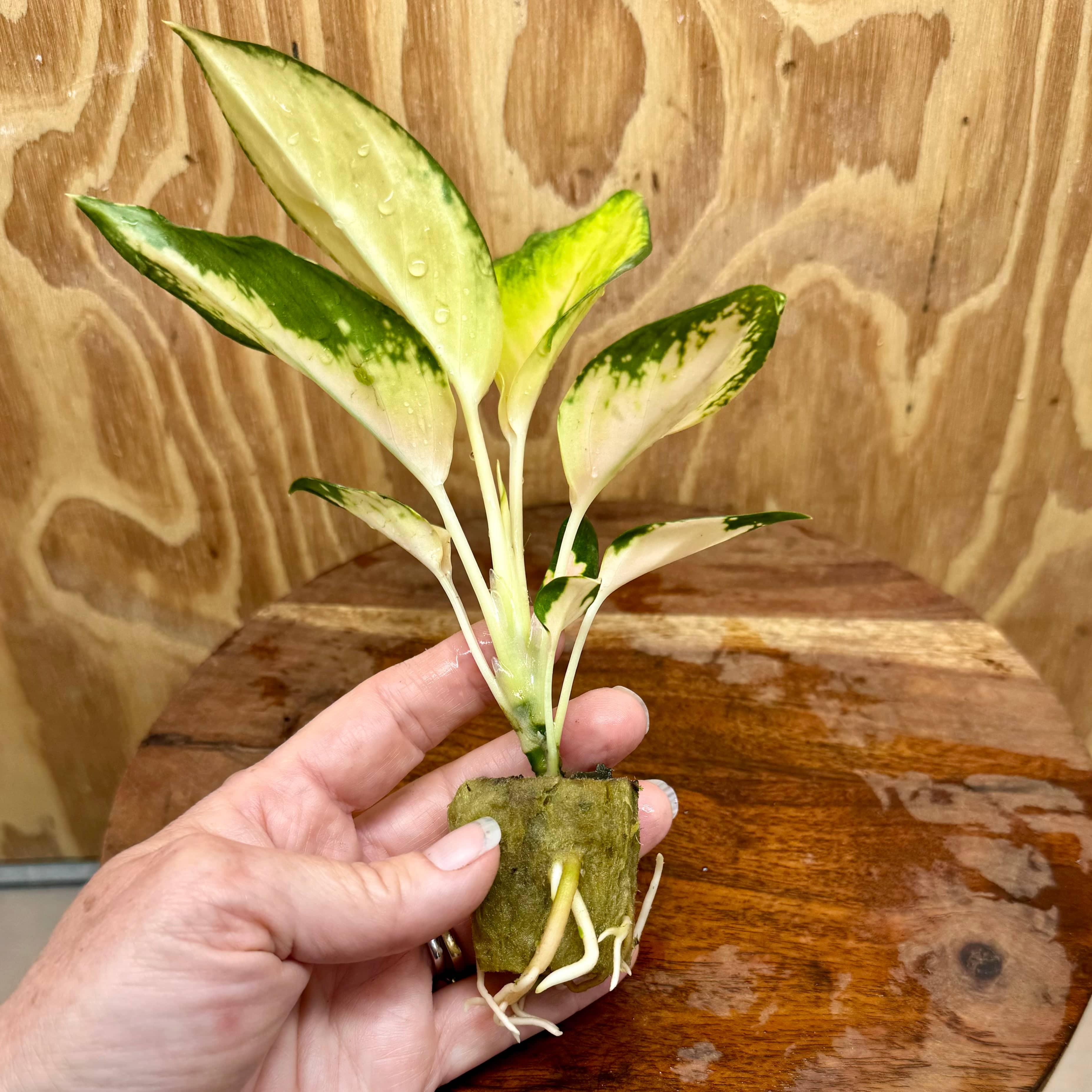 Scapeshop.com.au Terrarium Plant Golden Aglaonema Plug Buy Golden Aglaonema Terrarium Plant from Scapeshop Australia