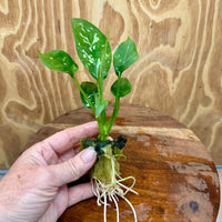 Scapeshop.com.au Terrarium Plant Haile Aglaonema Plug Buy Haile Aglaonema Terrarium Plant from Scapeshop Australia