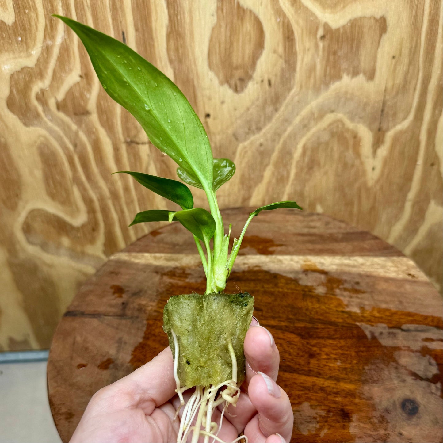 Scapeshop.com.au Terrarium Plant Jade Aglaonema Plug Buy Jade Aglaonema Terrarium Plant from Scapeshop Australia