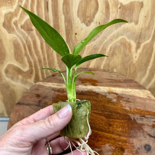 Scapeshop.com.au Terrarium Plant Jade Aglaonema Plug Buy Jade Aglaonema Terrarium Plant from Scapeshop Australia