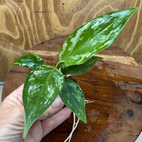 Scapeshop.com.au Terrarium Plant Jade Aglaonema Plug Buy Jade Aglaonema Terrarium Plant from Scapeshop Australia