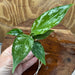 Scapeshop.com.au Terrarium Plant Jade Aglaonema Plug Buy Jade Aglaonema Terrarium Plant from Scapeshop Australia