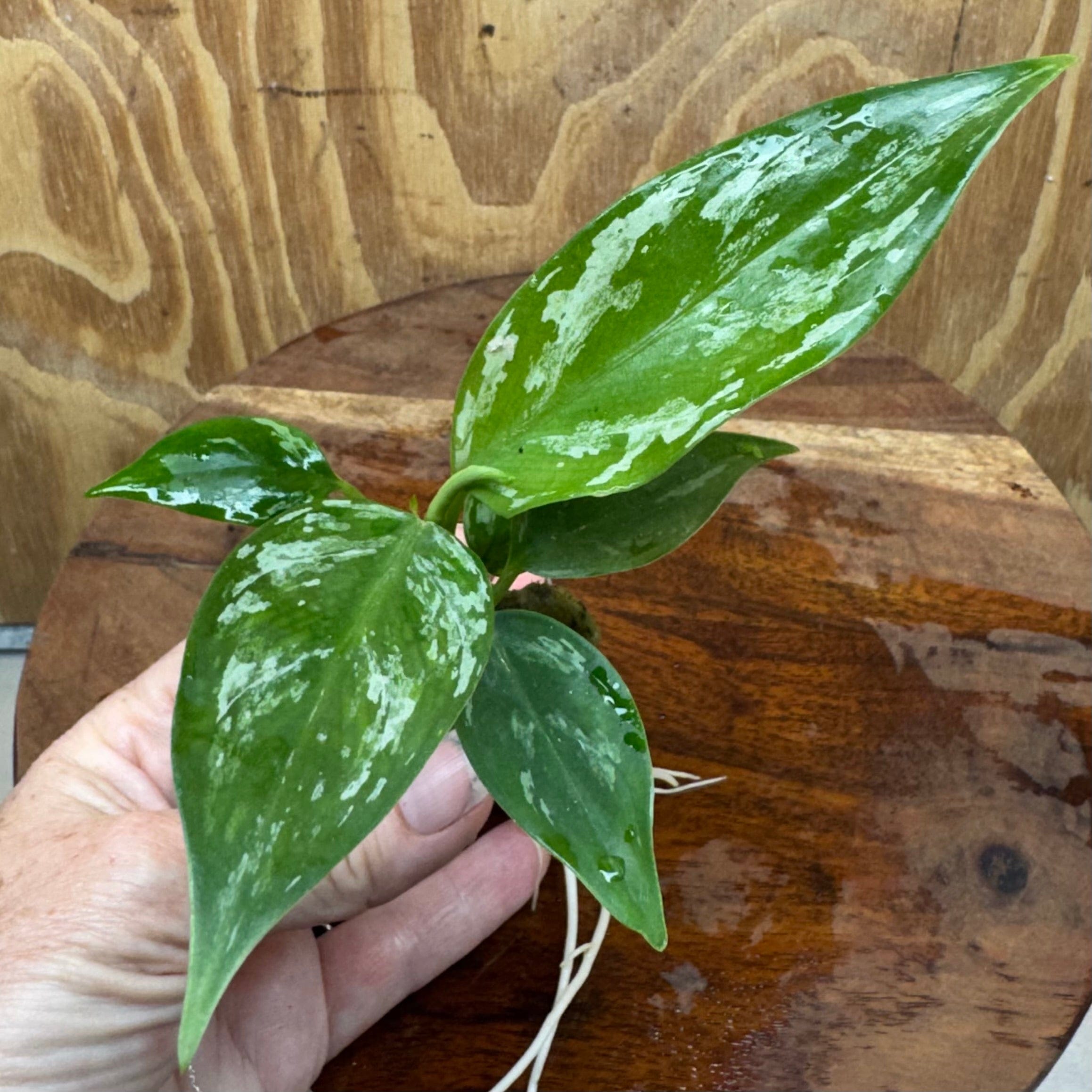 Scapeshop.com.au Terrarium Plant Jade Aglaonema Plug Buy Jade Aglaonema Terrarium Plant from Scapeshop Australia