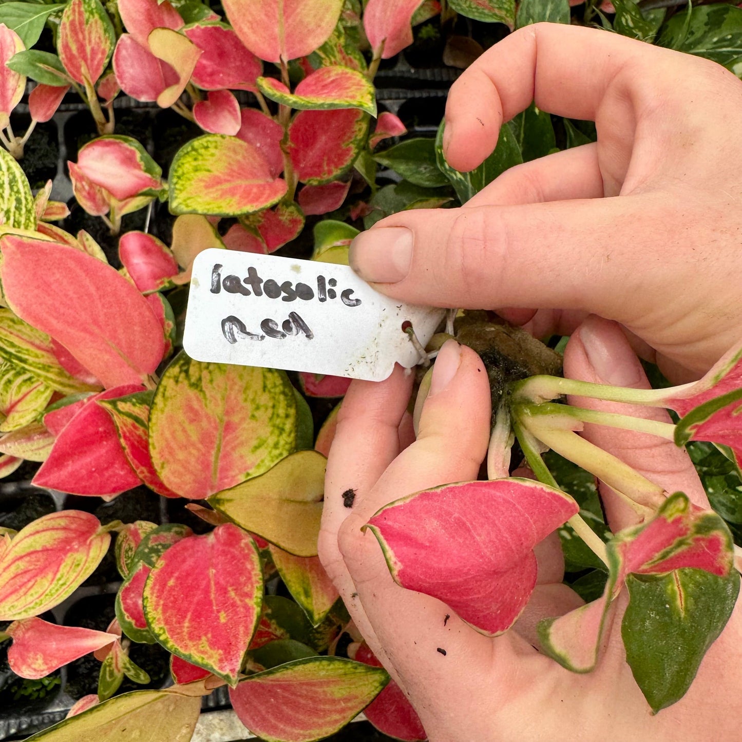 Scapeshop.com.au Terrarium Plant Latosolic Red Aglaonema Plug Buy Latosolic Red Aglaonema Terrarium Plant from Scapeshop Australia