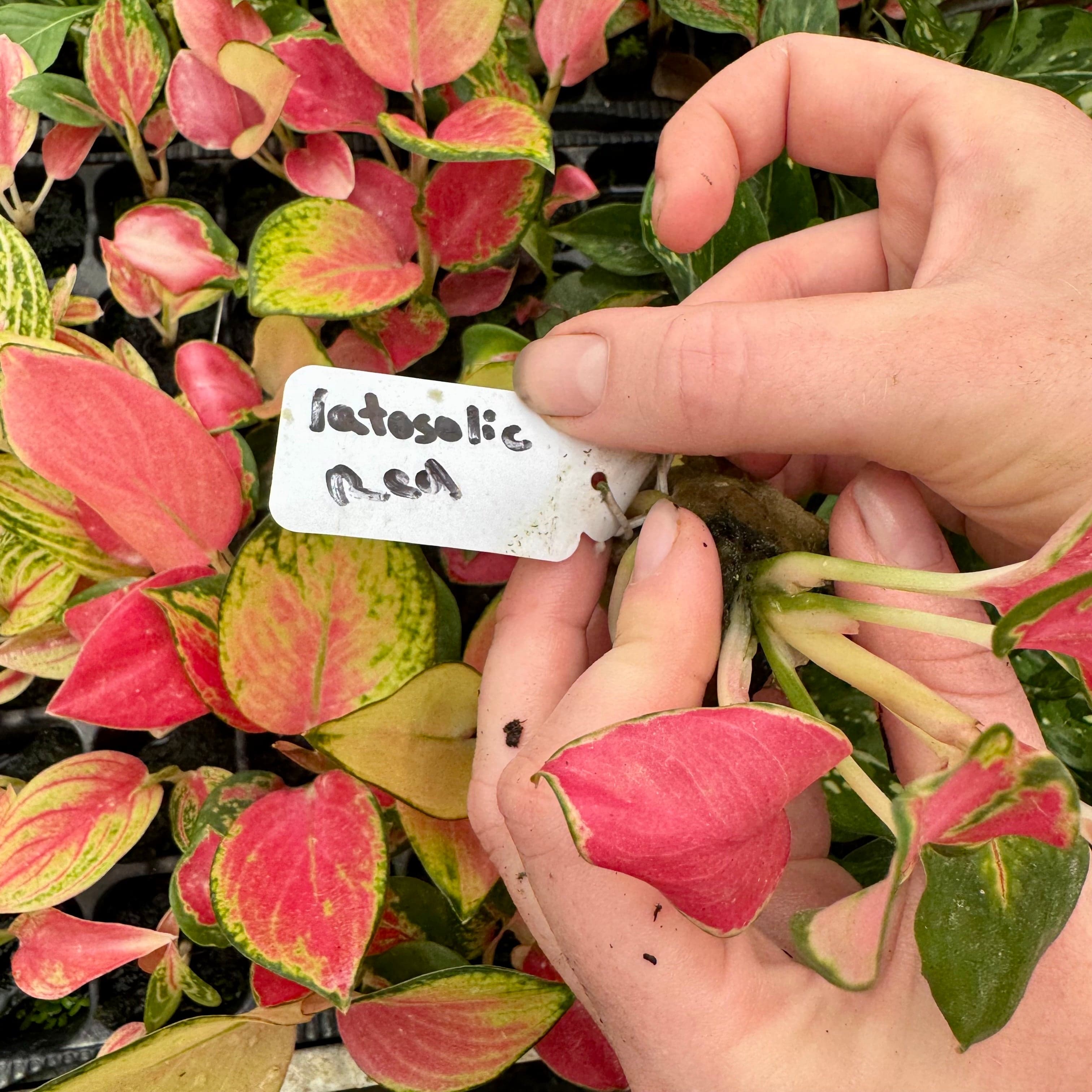 Scapeshop.com.au Terrarium Plant Latosolic Red Aglaonema Plug Buy Latosolic Red Aglaonema Terrarium Plant from Scapeshop Australia