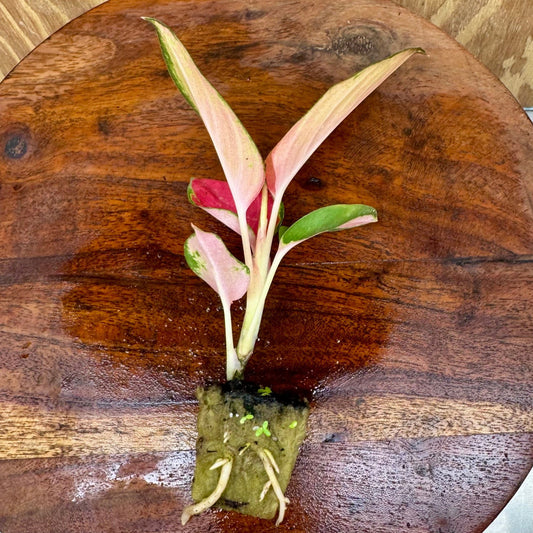 Scapeshop.com.au Terrarium Plant Latosolic Red Aglaonema Plug Buy Latosolic Red Aglaonema Terrarium Plant from Scapeshop Australia