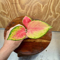 Scapeshop.com.au Terrarium Plant Latosolic Red Aglaonema Plug Buy Latosolic Red Aglaonema Terrarium Plant from Scapeshop Australia