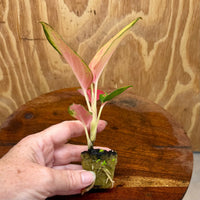 Scapeshop.com.au Terrarium Plant Latosolic Red Aglaonema Plug Buy Latosolic Red Aglaonema Terrarium Plant from Scapeshop Australia