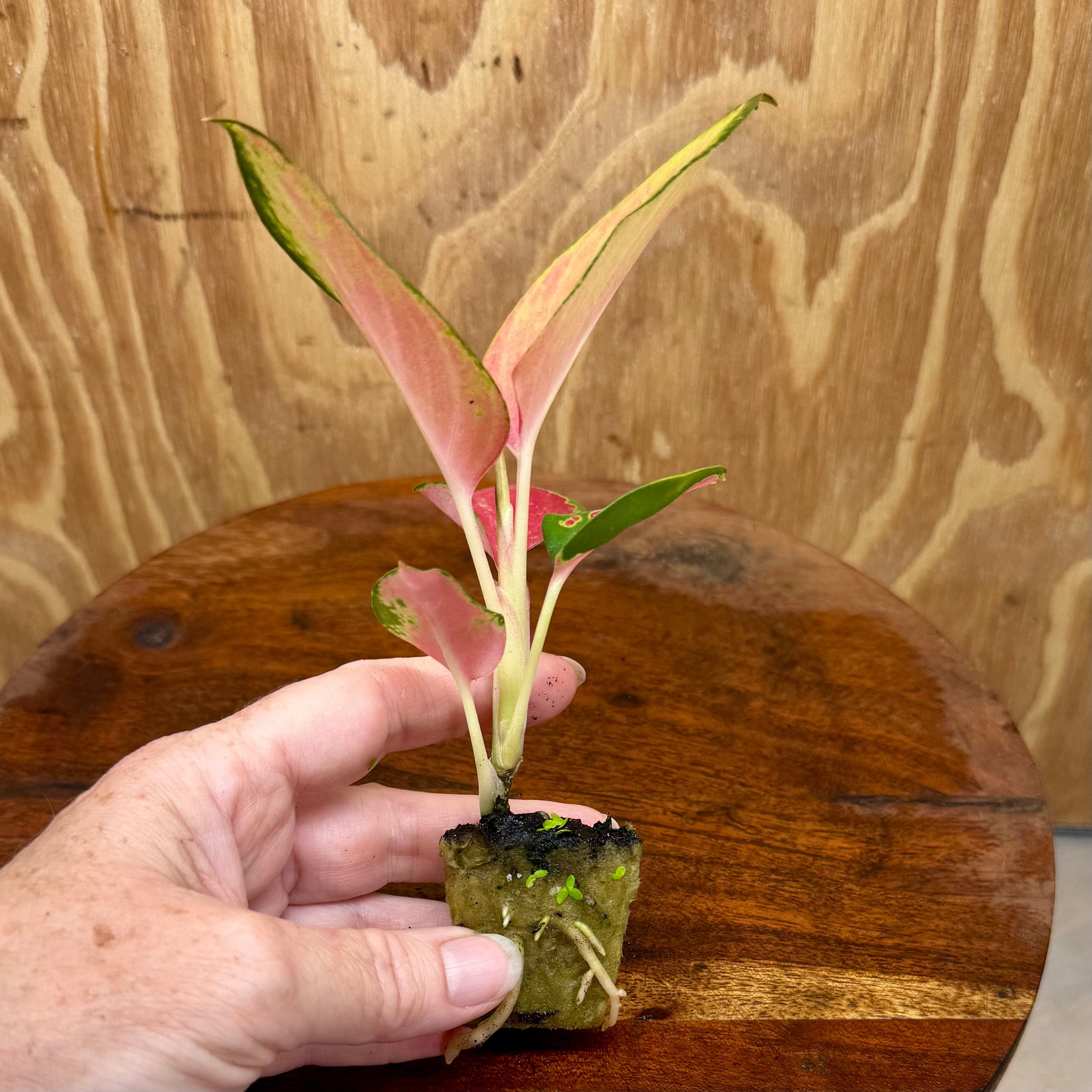 aglaonema latosolic red Buy Latosolic Red Aglaonema Terrarium Plant from Scapeshop Australia – Scapeshop.com.au