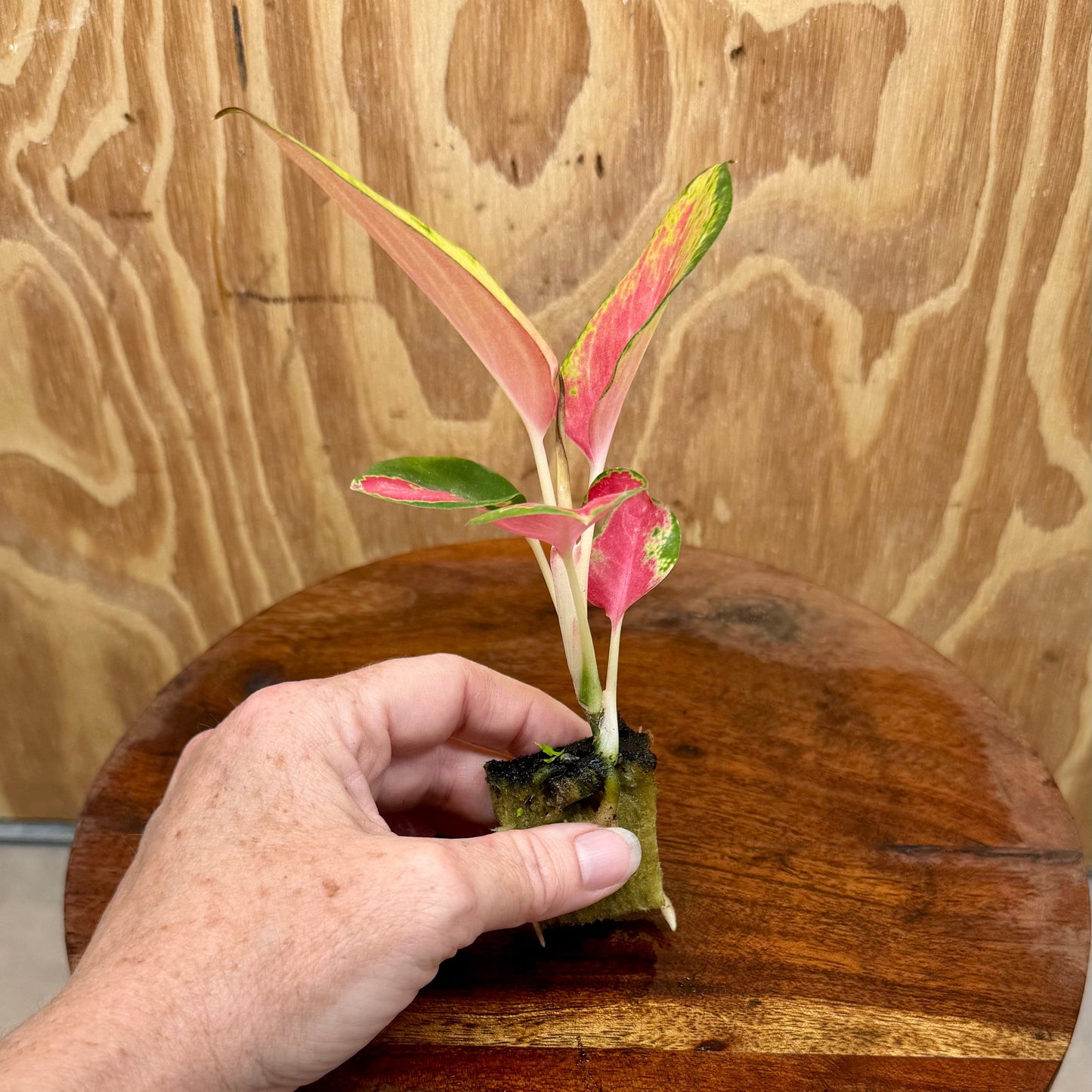 Scapeshop.com.au Terrarium Plant Latosolic Red Aglaonema Plug Buy Latosolic Red Aglaonema Terrarium Plant from Scapeshop Australia