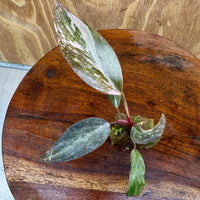 Scapeshop.com.au Terrarium Plant Pink Princess Philodendron Plug Buy Pink Princess Philodendron Terrarium Plant  Scapeshop Australia