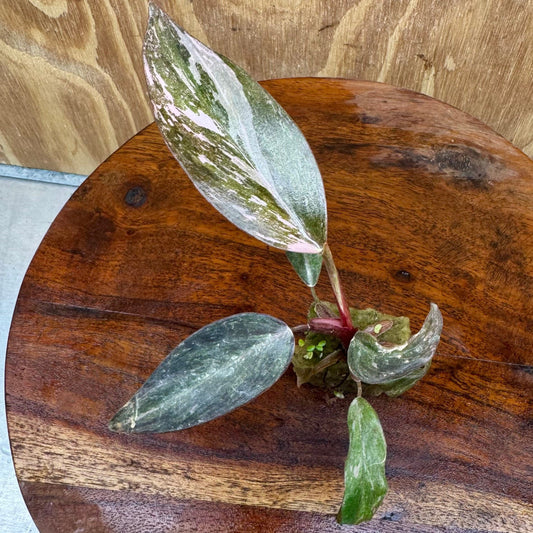 Scapeshop.com.au Terrarium Plant Pink Princess Philodendron Plug Buy Pink Princess Philodendron Terrarium Plant  Scapeshop Australia