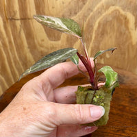 Scapeshop.com.au Terrarium Plant Pink Princess Philodendron Plug Buy Pink Princess Philodendron Terrarium Plant  Scapeshop Australia