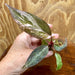 Scapeshop.com.au Terrarium Plant Pink Princess Philodendron Plug Buy Pink Princess Philodendron Terrarium Plant  Scapeshop Australia