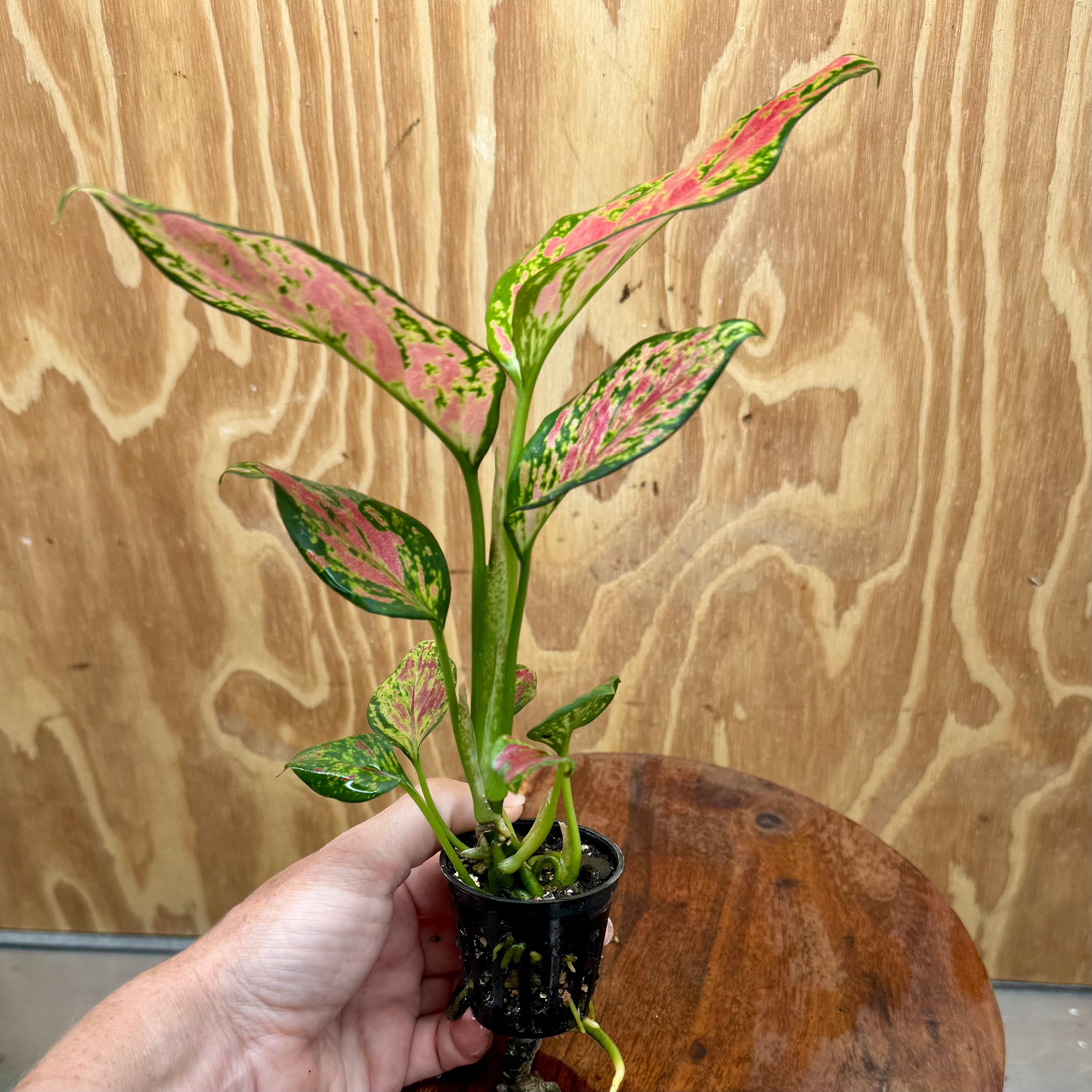 Scapeshop.com.au Terrarium Plant Rich Red Aglaonema Plug Bu Rich Red Aglaonema Terrarium Plant from Scapeshop Australia