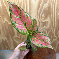 Scapeshop.com.au Terrarium Plant Rich Red Aglaonema Plug Bu Rich Red Aglaonema Terrarium Plant from Scapeshop Australia