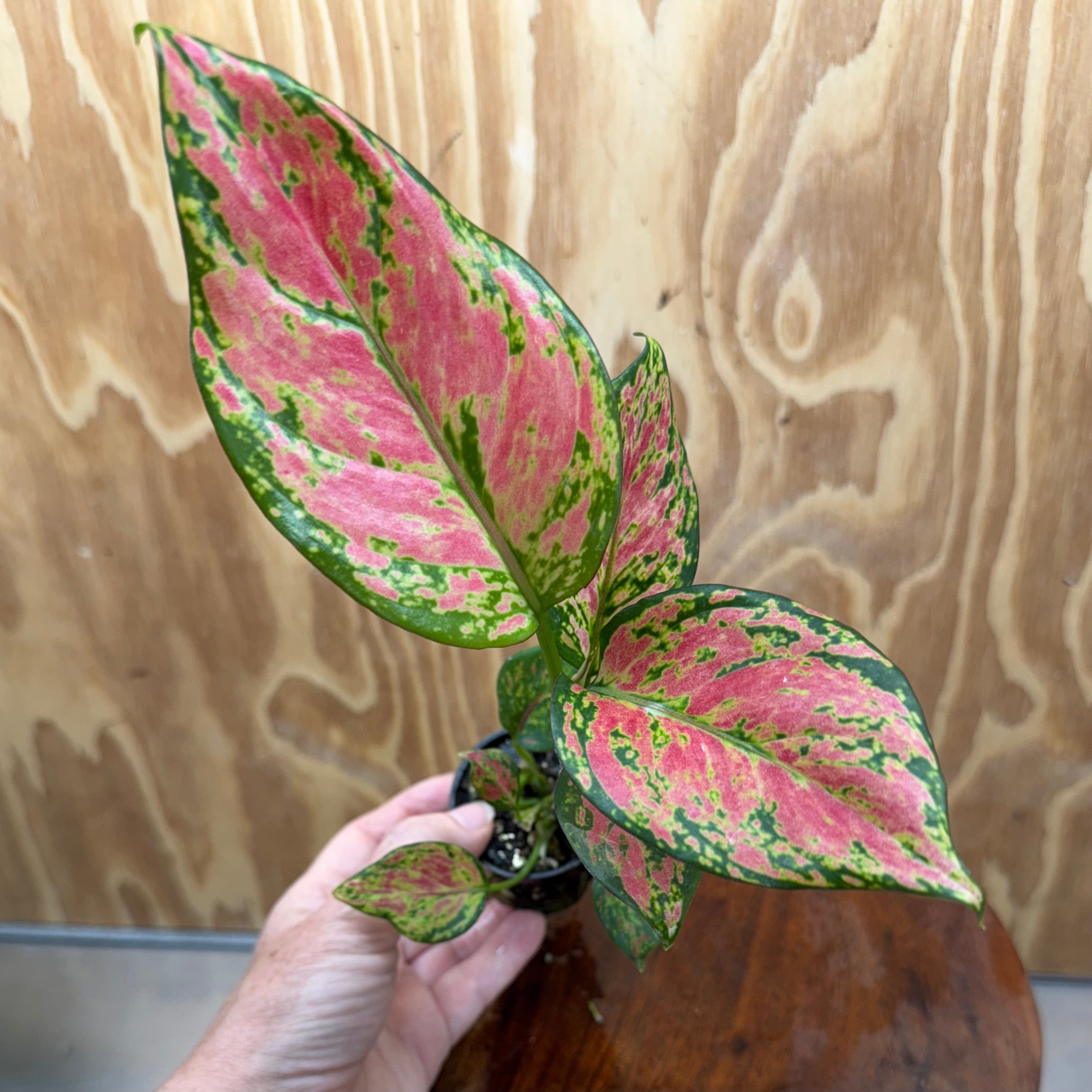 Scapeshop.com.au Terrarium Plant Rich Red Aglaonema Plug Bu Rich Red Aglaonema Terrarium Plant from Scapeshop Australia