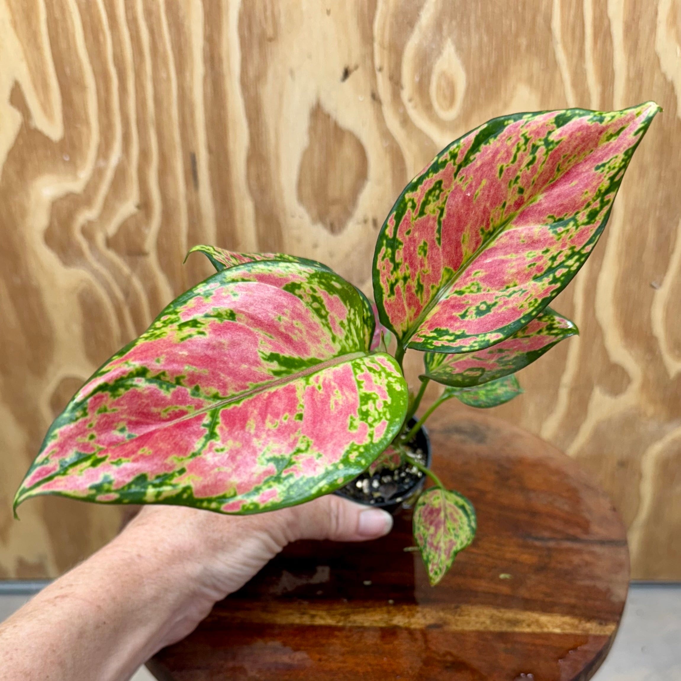 aglaonema rich red Bu Rich Red Aglaonema Terrarium Plant from Scapeshop Australia – Scapeshop.com.au