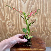 Scapeshop.com.au Terrarium Plant Rich Red Aglaonema Plug Bu Rich Red Aglaonema Terrarium Plant from Scapeshop Australia