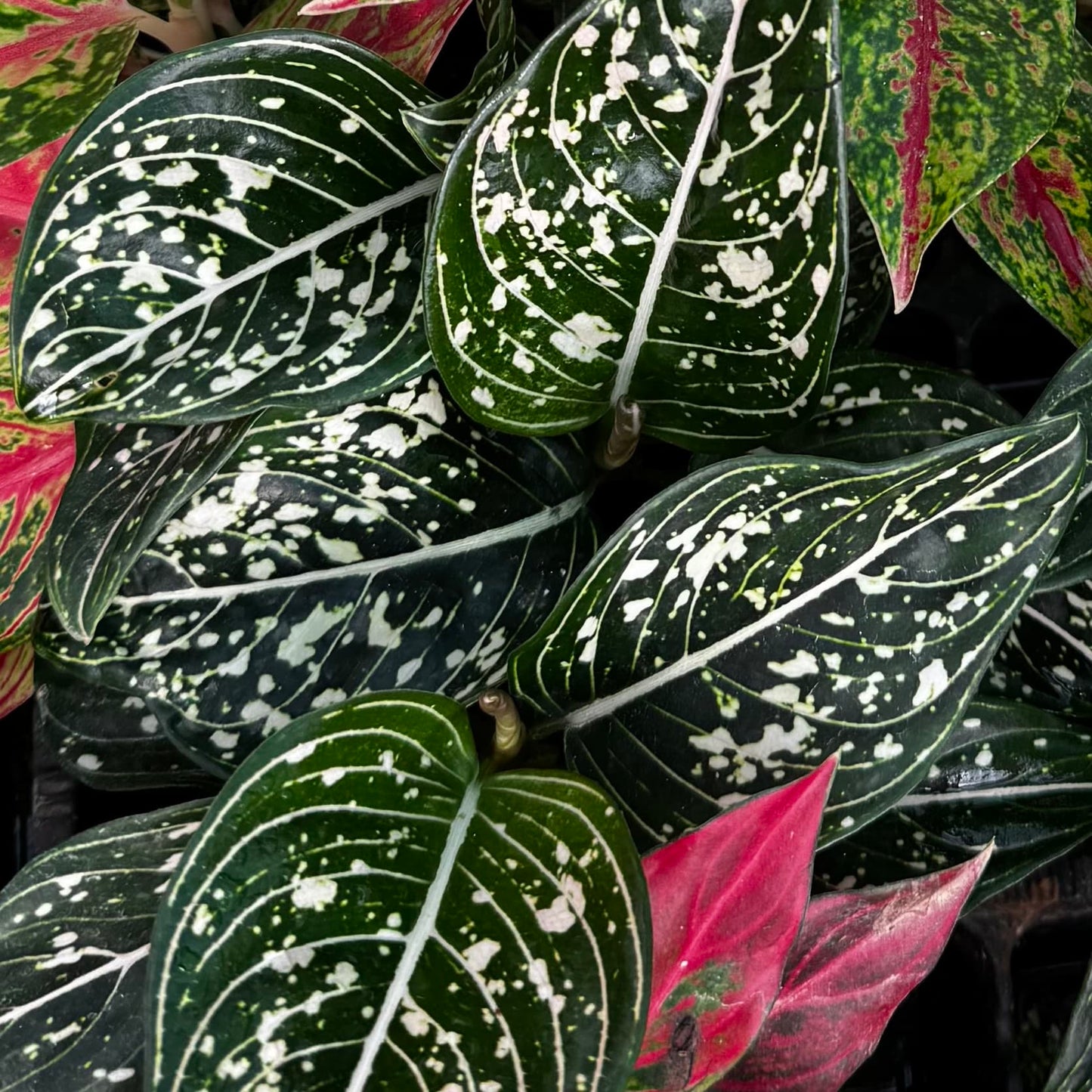 Scapeshop.com.au Terrarium Plant Six Assorted Aglaonema Plugs (Save 10%) Buy Assorted Aglaonema Terrarium Plant Bundle from Scapeshop Australia