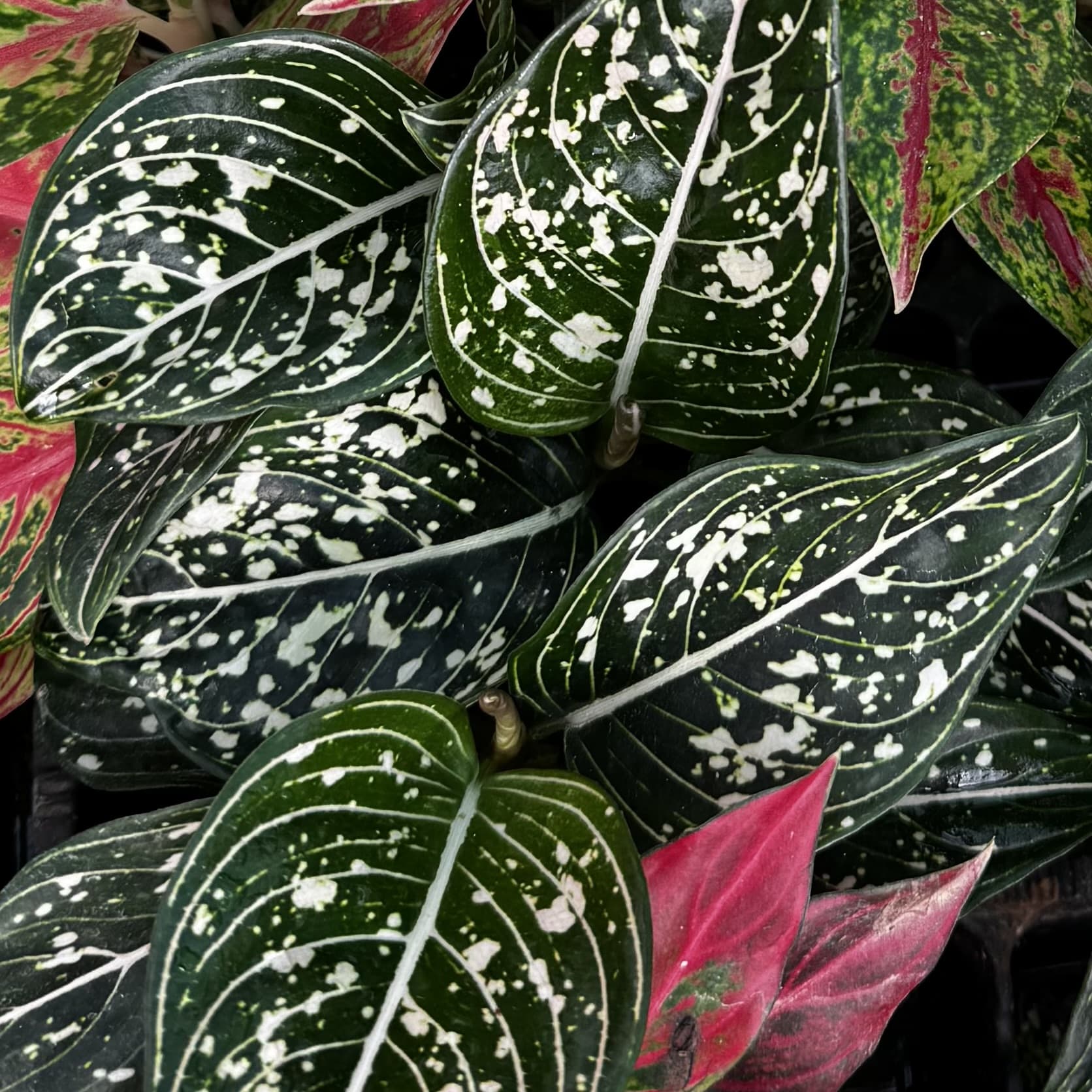 Scapeshop.com.au Terrarium Plant Six Assorted Aglaonema Plugs (Save 10%) Buy Assorted Aglaonema Terrarium Plant Bundle from Scapeshop Australia