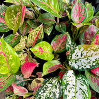 Scapeshop.com.au Terrarium Plant Six Assorted Aglaonema Plugs (Save 10%) Buy Assorted Aglaonema Terrarium Plant Bundle from Scapeshop Australia