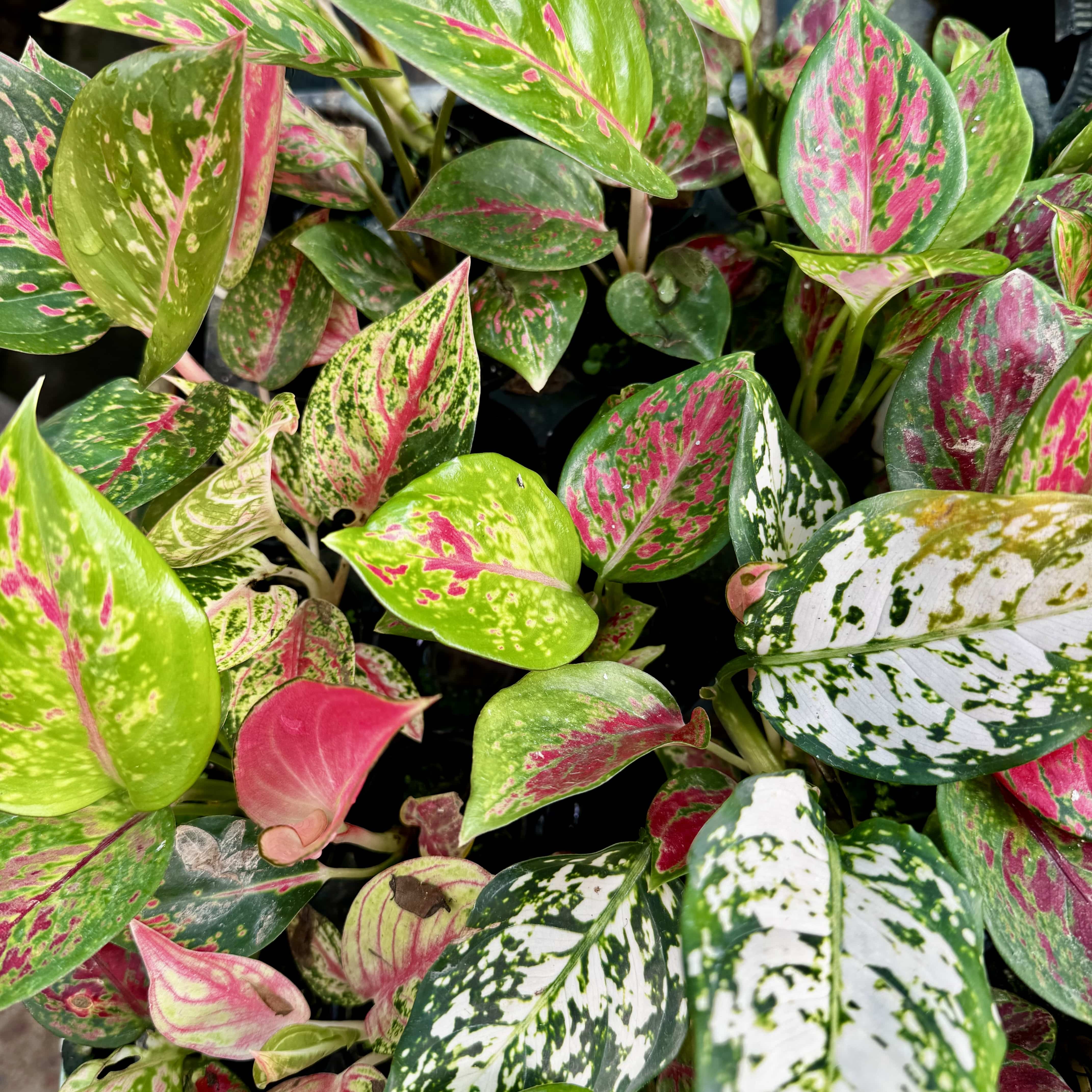 Scapeshop.com.au Terrarium Plant Six Assorted Aglaonema Plugs (Save 10%) Buy Assorted Aglaonema Terrarium Plant Bundle from Scapeshop Australia