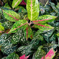 Scapeshop.com.au Terrarium Plant Six Assorted Aglaonema Plugs (Save 10%) Buy Assorted Aglaonema Terrarium Plant Bundle from Scapeshop Australia