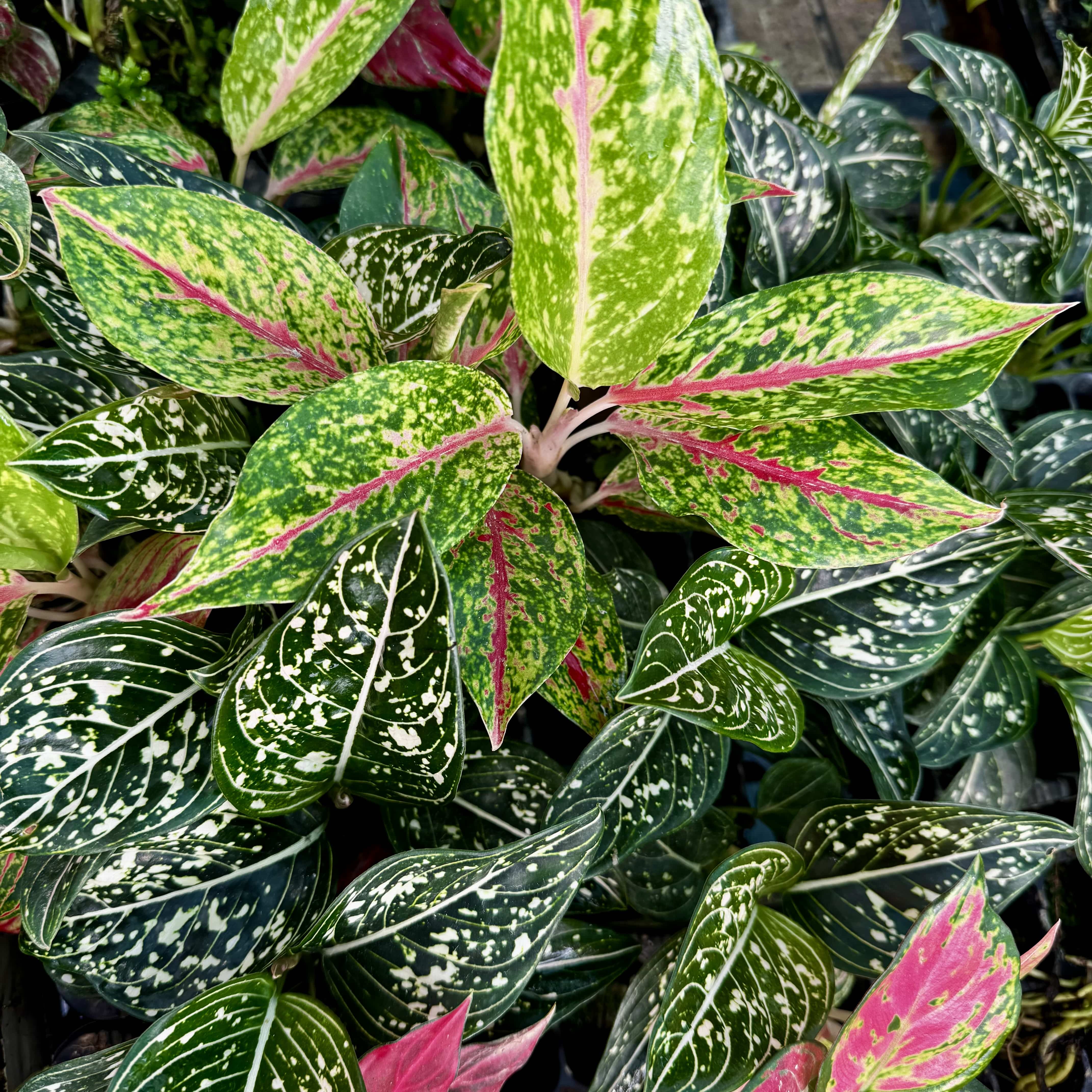 Scapeshop.com.au Terrarium Plant Six Assorted Aglaonema Plugs (Save 10%) Buy Assorted Aglaonema Terrarium Plant Bundle from Scapeshop Australia