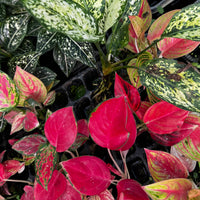 Scapeshop.com.au Terrarium Plant Six Assorted Aglaonema Plugs (Save 10%) Buy Assorted Aglaonema Terrarium Plant Bundle from Scapeshop Australia