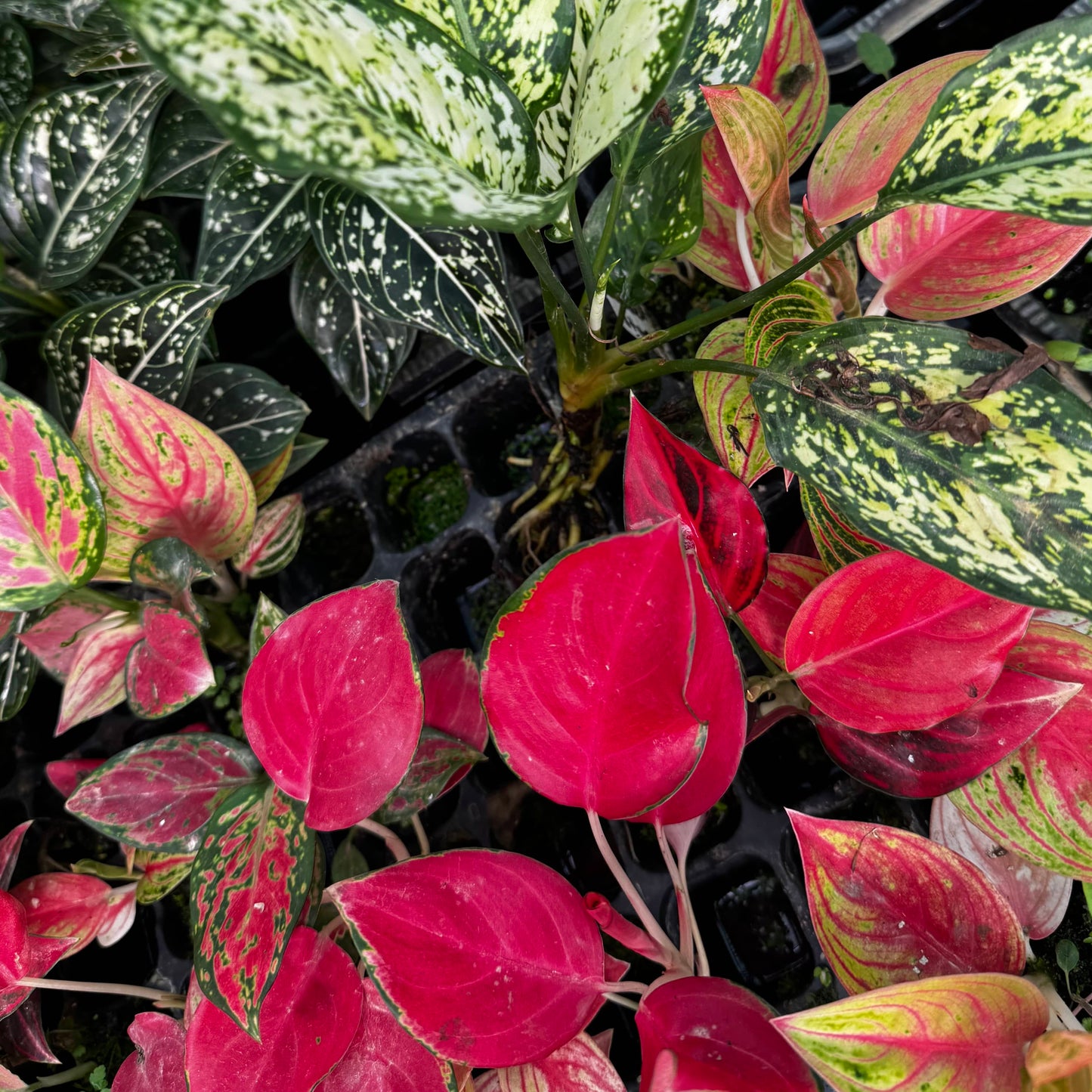 Scapeshop.com.au Terrarium Plant Six Assorted Aglaonema Plugs (Save 10%) Buy Assorted Aglaonema Terrarium Plant Bundle from Scapeshop Australia