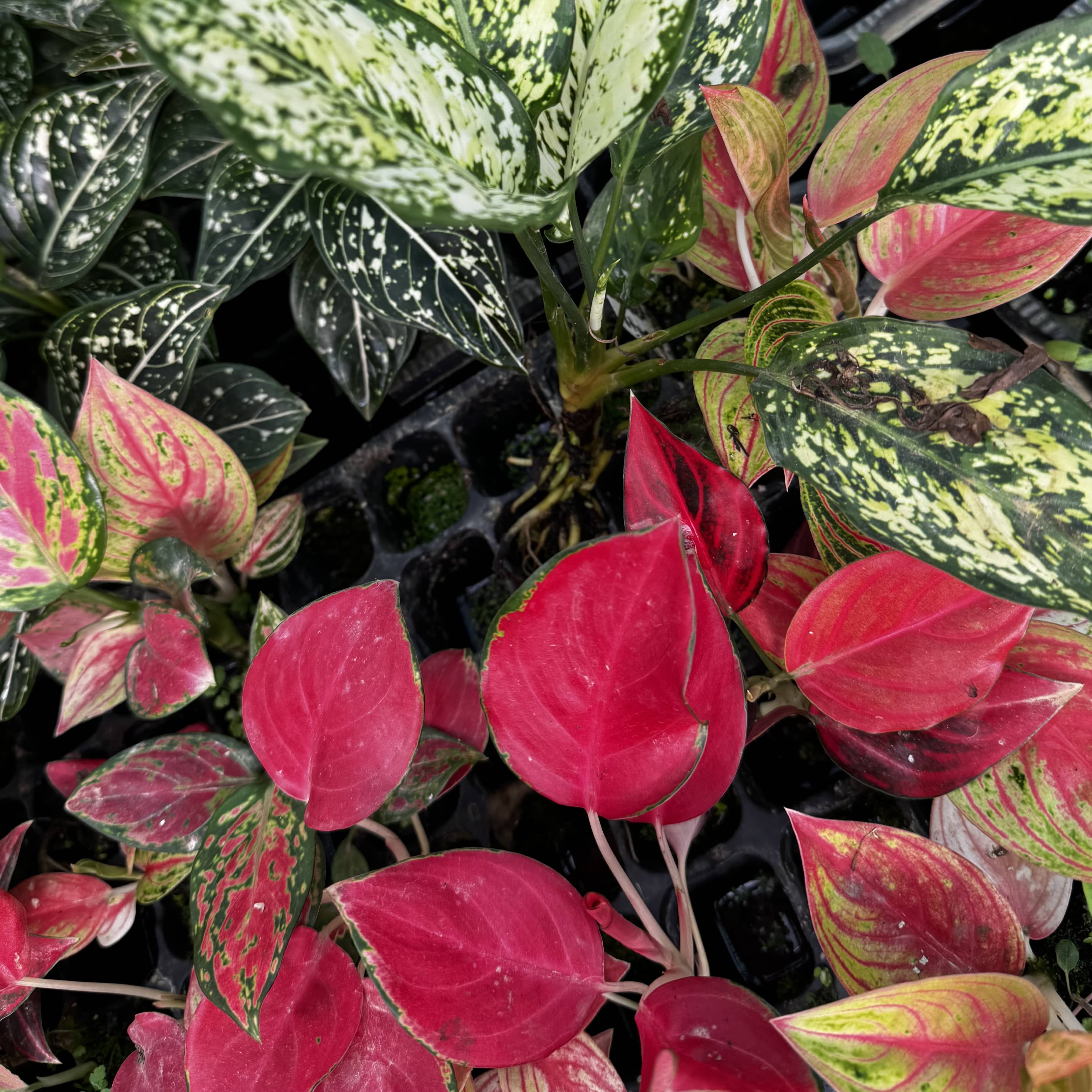 Scapeshop.com.au Terrarium Plant Six Assorted Aglaonema Plugs (Save 10%) Buy Assorted Aglaonema Terrarium Plant Bundle from Scapeshop Australia