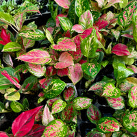 Scapeshop.com.au Terrarium Plant Six Assorted Aglaonema Plugs (Save 10%) Buy Assorted Aglaonema Terrarium Plant Bundle from Scapeshop Australia