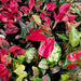 Scapeshop.com.au Terrarium Plant Six Assorted Aglaonema Plugs (Save 10%) Buy Assorted Aglaonema Terrarium Plant Bundle from Scapeshop Australia
