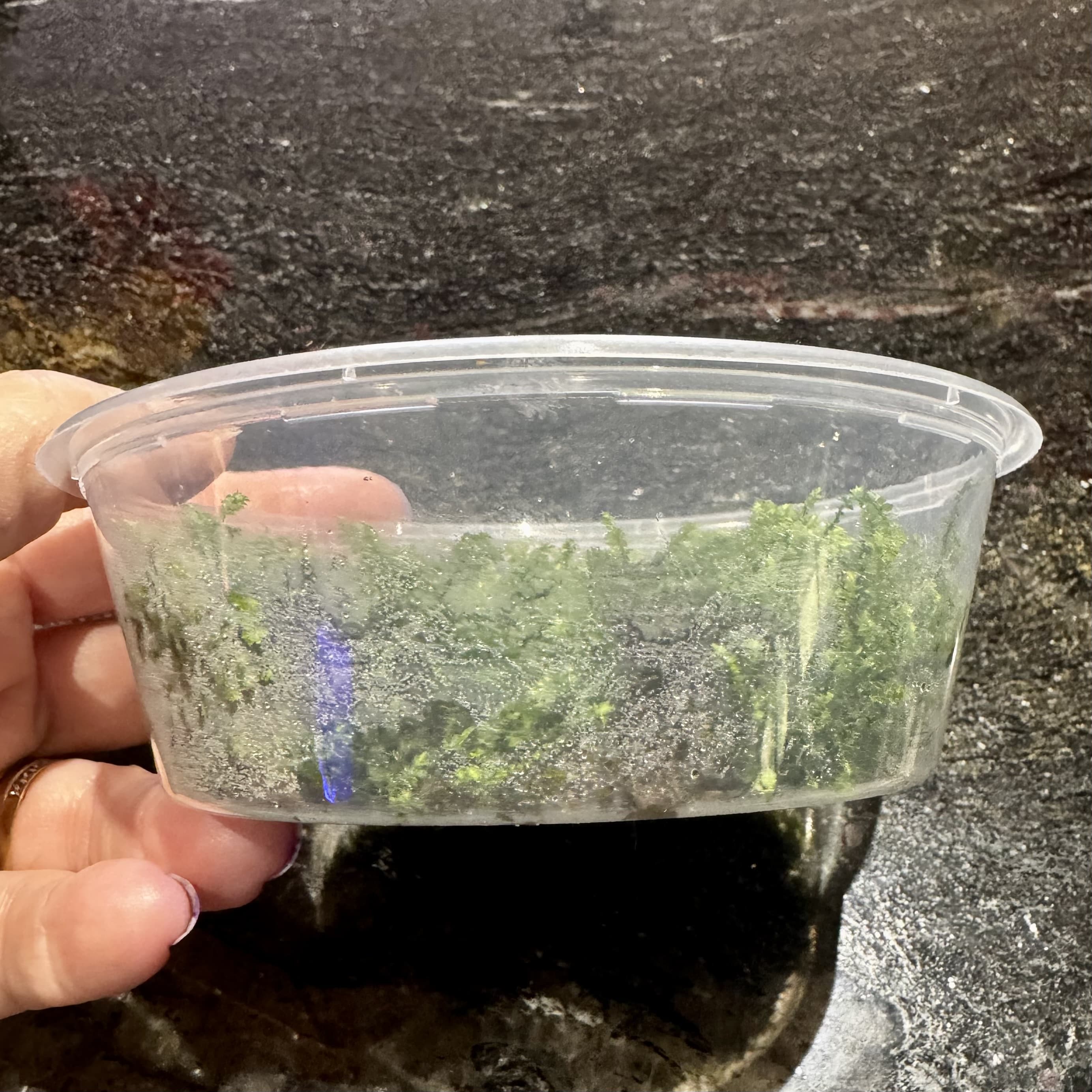Scapeshop.com.au Terrarium Plant Terrarium Moss Buy Terrarium or Plaudarium Moss for your miniature landscapes 