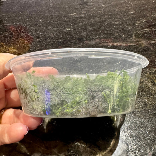 Scapeshop.com.au Terrarium Plant Terrarium Moss Buy Terrarium or Plaudarium Moss for your miniature landscapes 