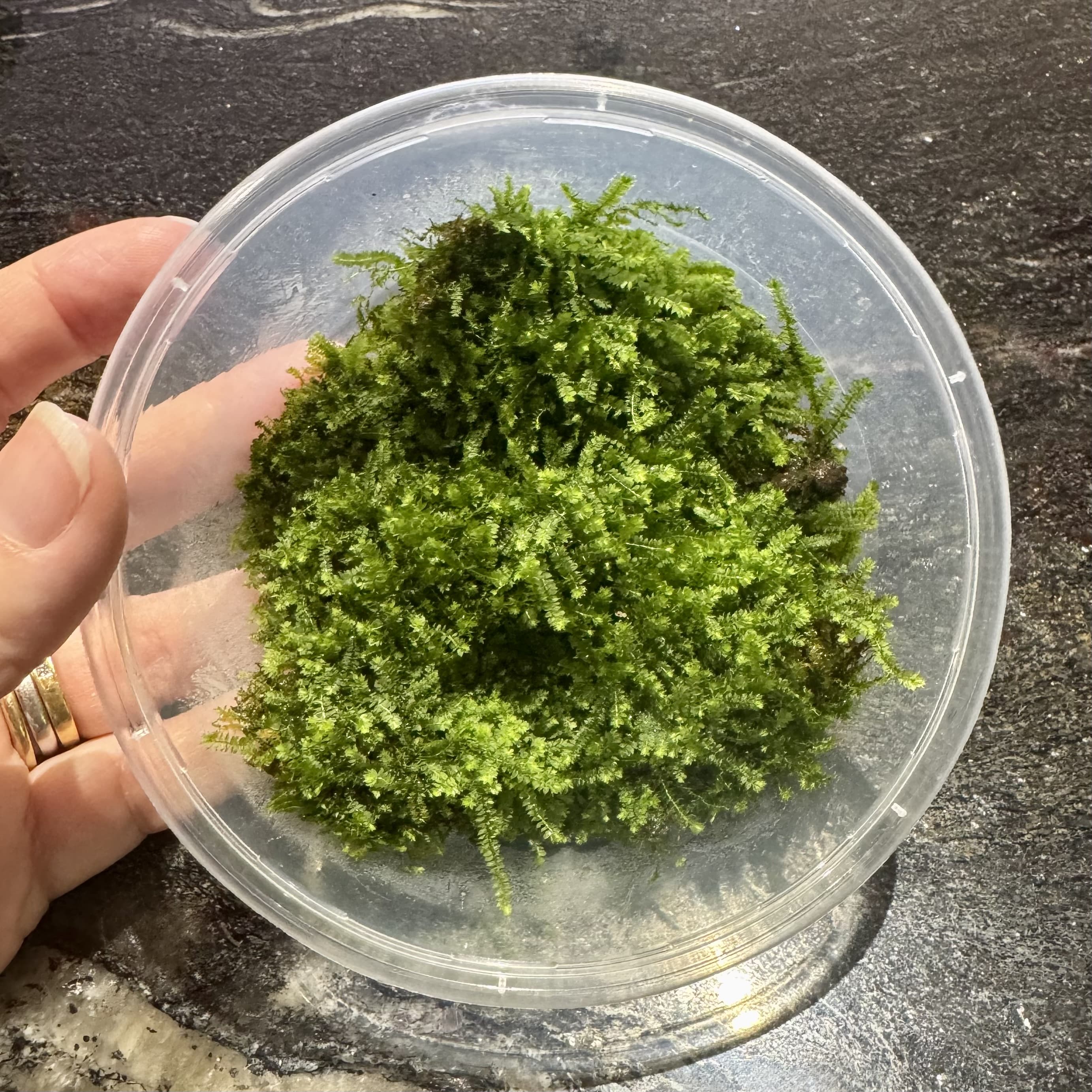 Scapeshop.com.au Terrarium Plant Terrarium Moss Buy Terrarium or Plaudarium Moss for your miniature landscapes 
