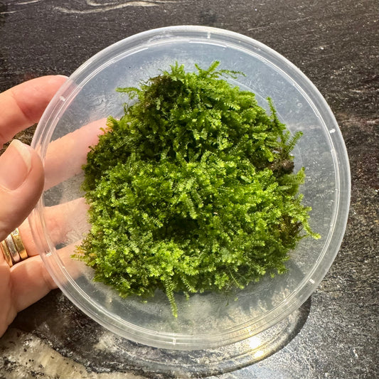 Scapeshop.com.au Terrarium Plant Terrarium Moss Buy Terrarium or Plaudarium Moss for your miniature landscapes 