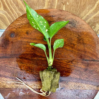 Scapeshop.com.au Terrarium Plant Thai Snowflake Aglaonema Plug Buy Thai Snowflake Aglaonema Terrarium Plant from Scapeshop Australia
