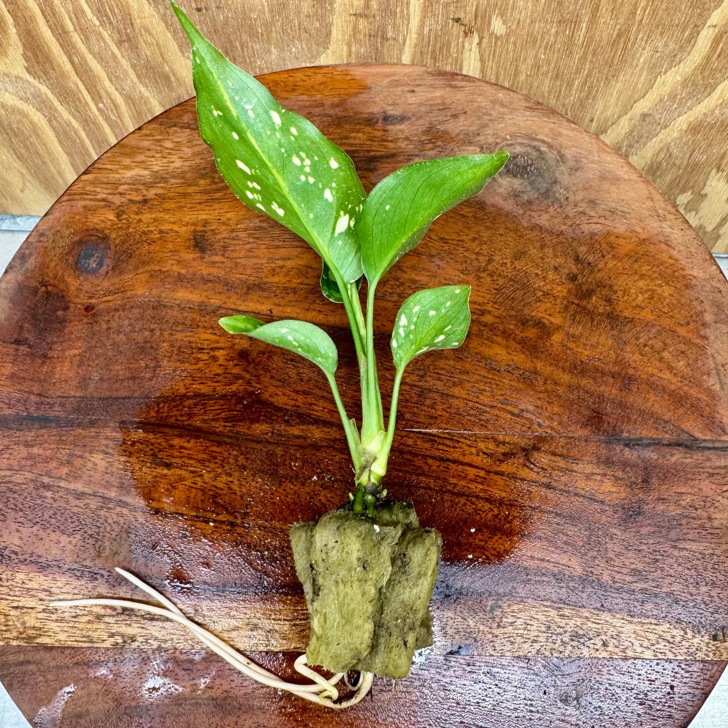 Scapeshop.com.au Terrarium Plant Thai Snowflake Aglaonema Plug Buy Thai Snowflake Aglaonema Terrarium Plant from Scapeshop Australia