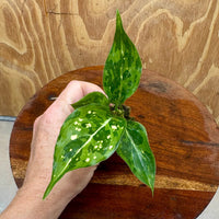 Scapeshop.com.au Terrarium Plant Thai Snowflake Aglaonema Plug Buy Thai Snowflake Aglaonema Terrarium Plant from Scapeshop Australia