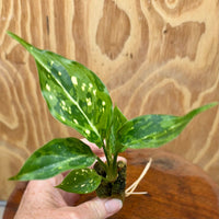 Scapeshop.com.au Terrarium Plant Thai Snowflake Aglaonema Plug Buy Thai Snowflake Aglaonema Terrarium Plant from Scapeshop Australia