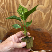 Scapeshop.com.au Terrarium Plant Thai Snowflake Aglaonema Plug Buy Thai Snowflake Aglaonema Terrarium Plant from Scapeshop Australia