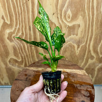 Scapeshop.com.au Terrarium Plant Thai Snowflake Aglaonema Plug Buy Thai Snowflake Aglaonema Terrarium Plant from Scapeshop Australia