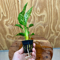 Scapeshop.com.au Terrarium Plant Thai Snowflake Aglaonema Plug Buy Thai Snowflake Aglaonema Terrarium Plant from Scapeshop Australia