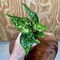 Scapeshop.com.au Terrarium Plant Thai Snowflake Aglaonema Plug Buy Thai Snowflake Aglaonema Terrarium Plant from Scapeshop Australia