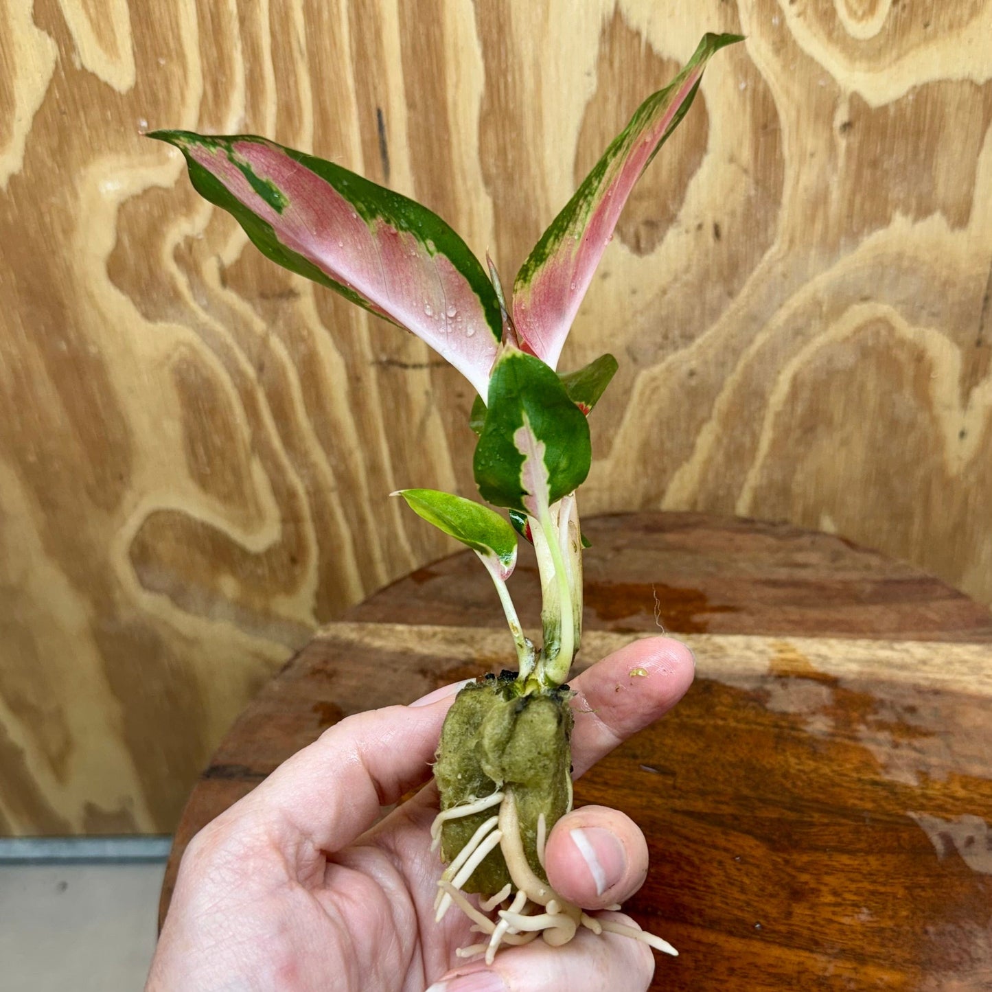 Scapeshop.com.au Terrarium Plant Thailand Red Aglaonema Plug Buy Thailand Red Aglaonema Terrarium Plant from Scapeshop Australia